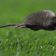 A mouse